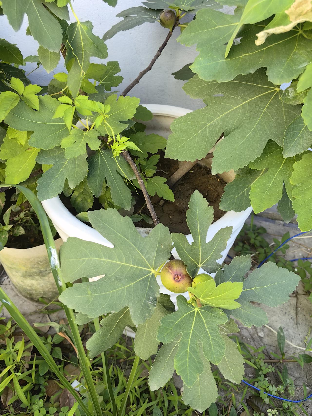 楼下的无花果快熟了，然后给它套个袋子，不然的话就被鸟给吃了。去年的时候有些无花
