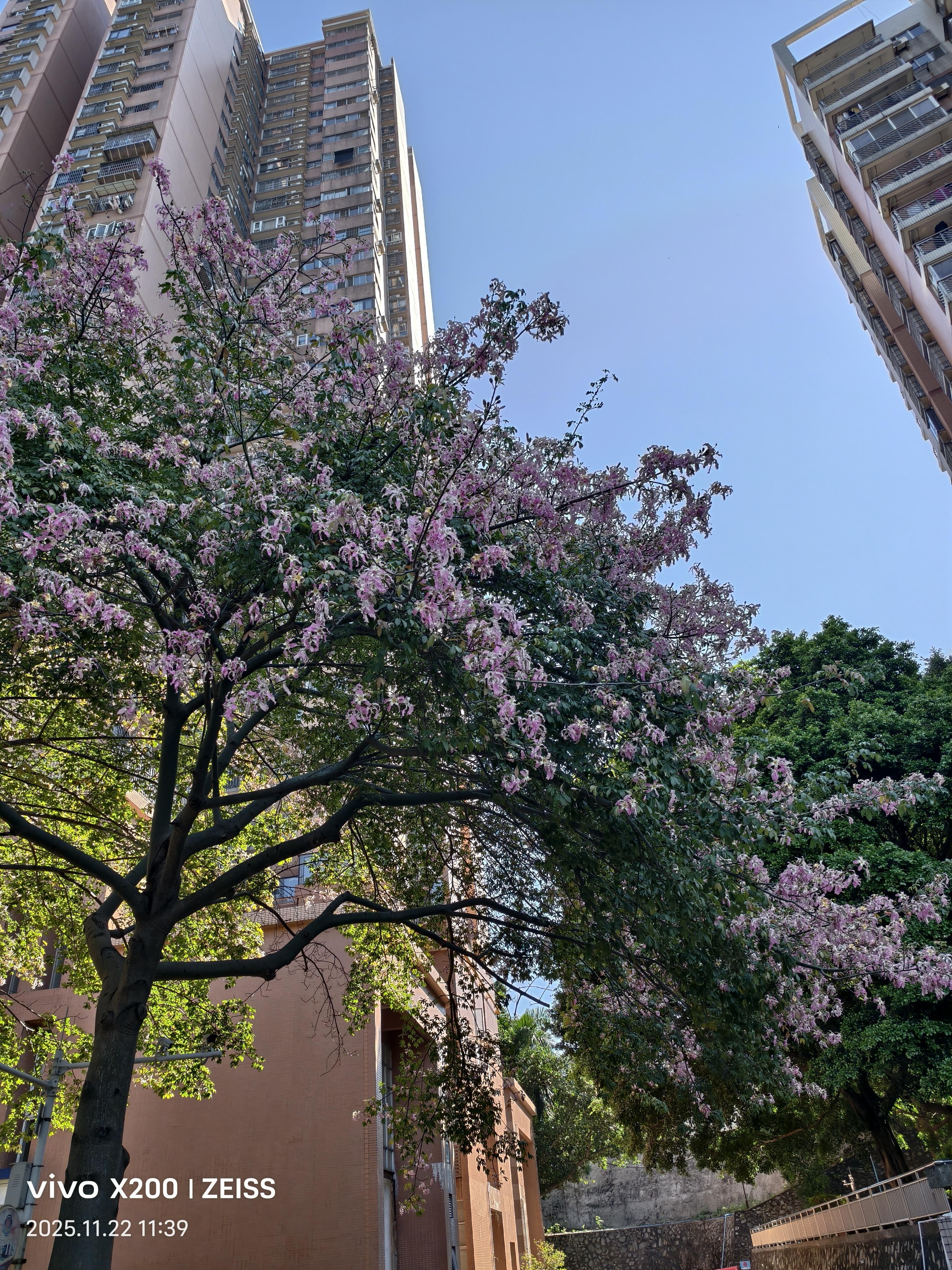 晒晒广州的城市风光广州市天河区的11月份风光<!--{img...