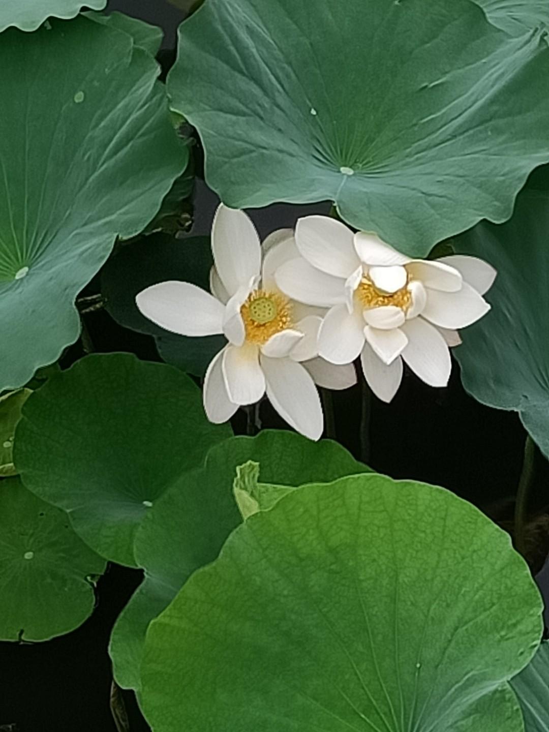 张丞相的奇特癖好张苍是汉文帝时的丞相，他的父亲身高不足五尺，他的身高八尺长