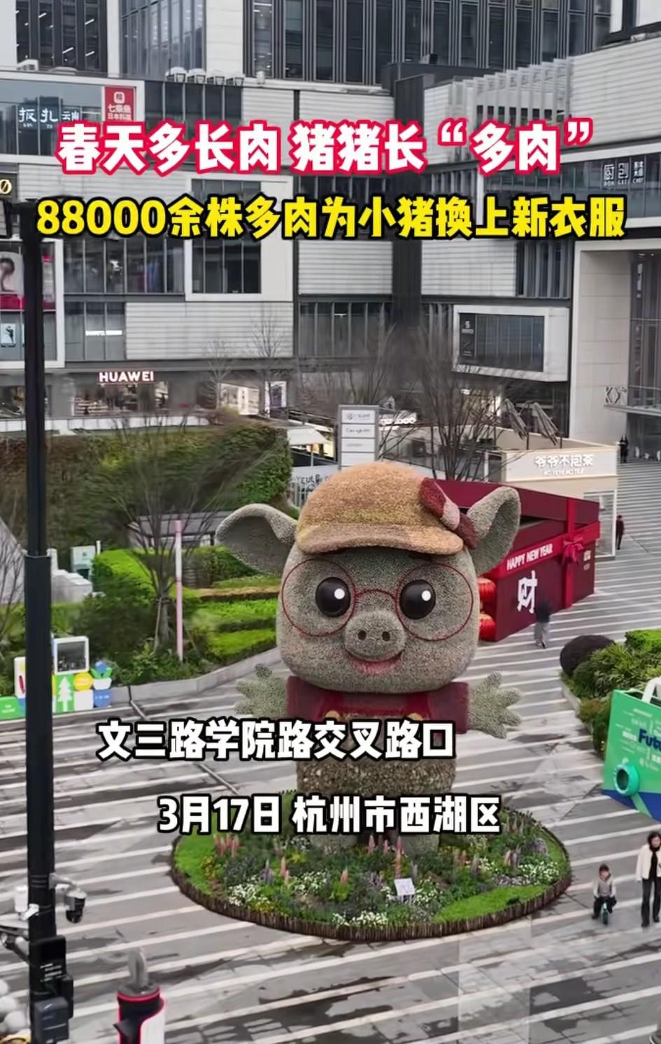 杭州街边用8万8千株多肉拼接起来的“福气小猪猪”，大家觉得够不够惊艳？评论区有