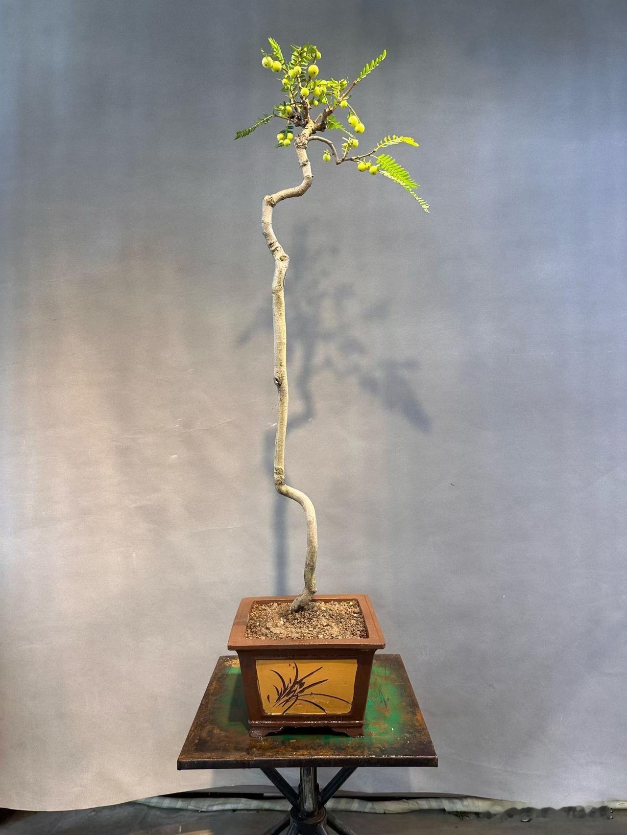 这棵小树真有艺术感啊！油柑盆景油柑树盆景