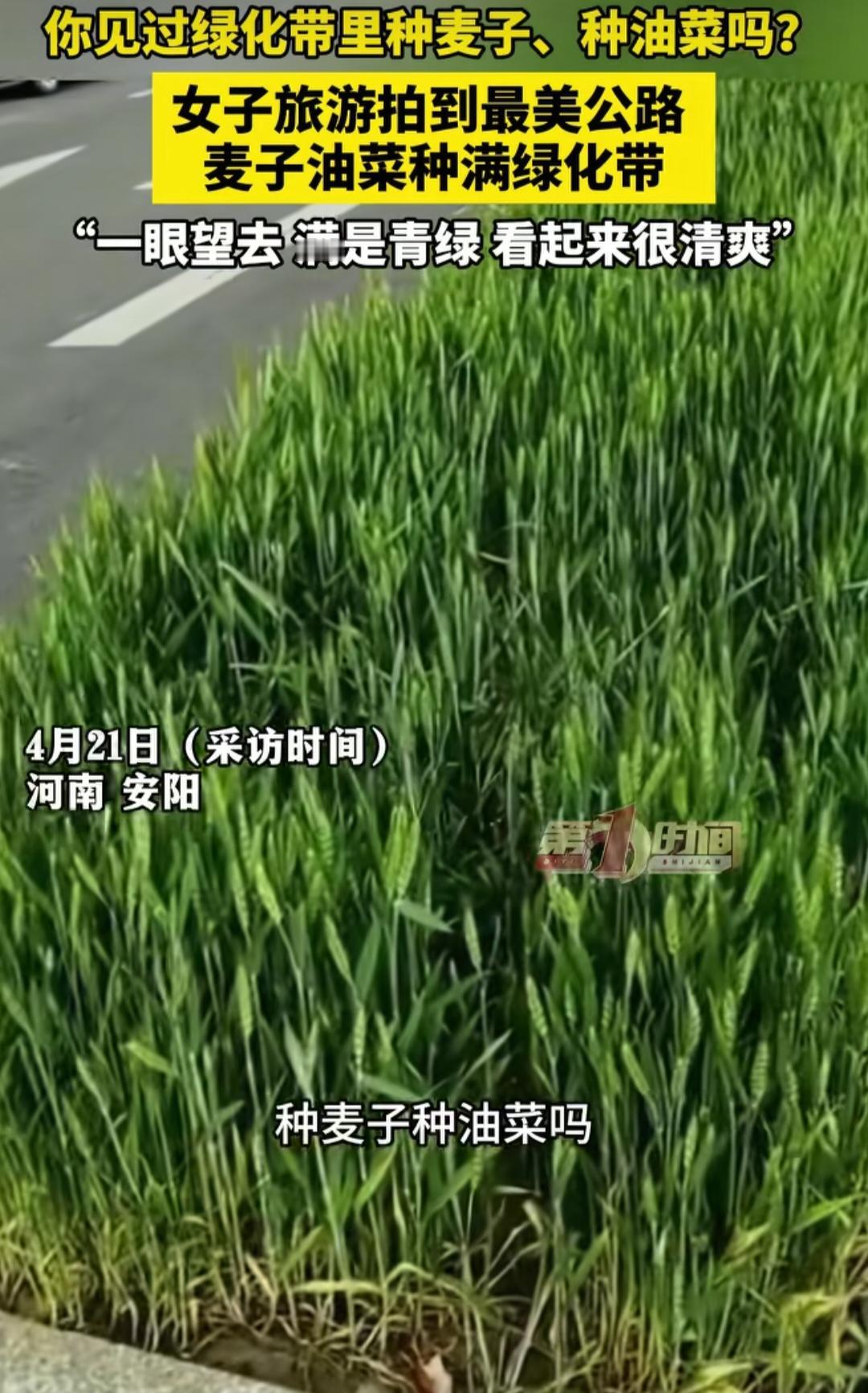 近日，河南安阳，女子走在公路上，突然发现一条绿化带没种花没种草，种的竟然油菜和麦