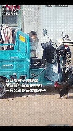 “笑不活了！”山东一小女孩跟着爷爷去喂鸡，爷爷去舀粮食，小女孩就在电三轮上玩了一