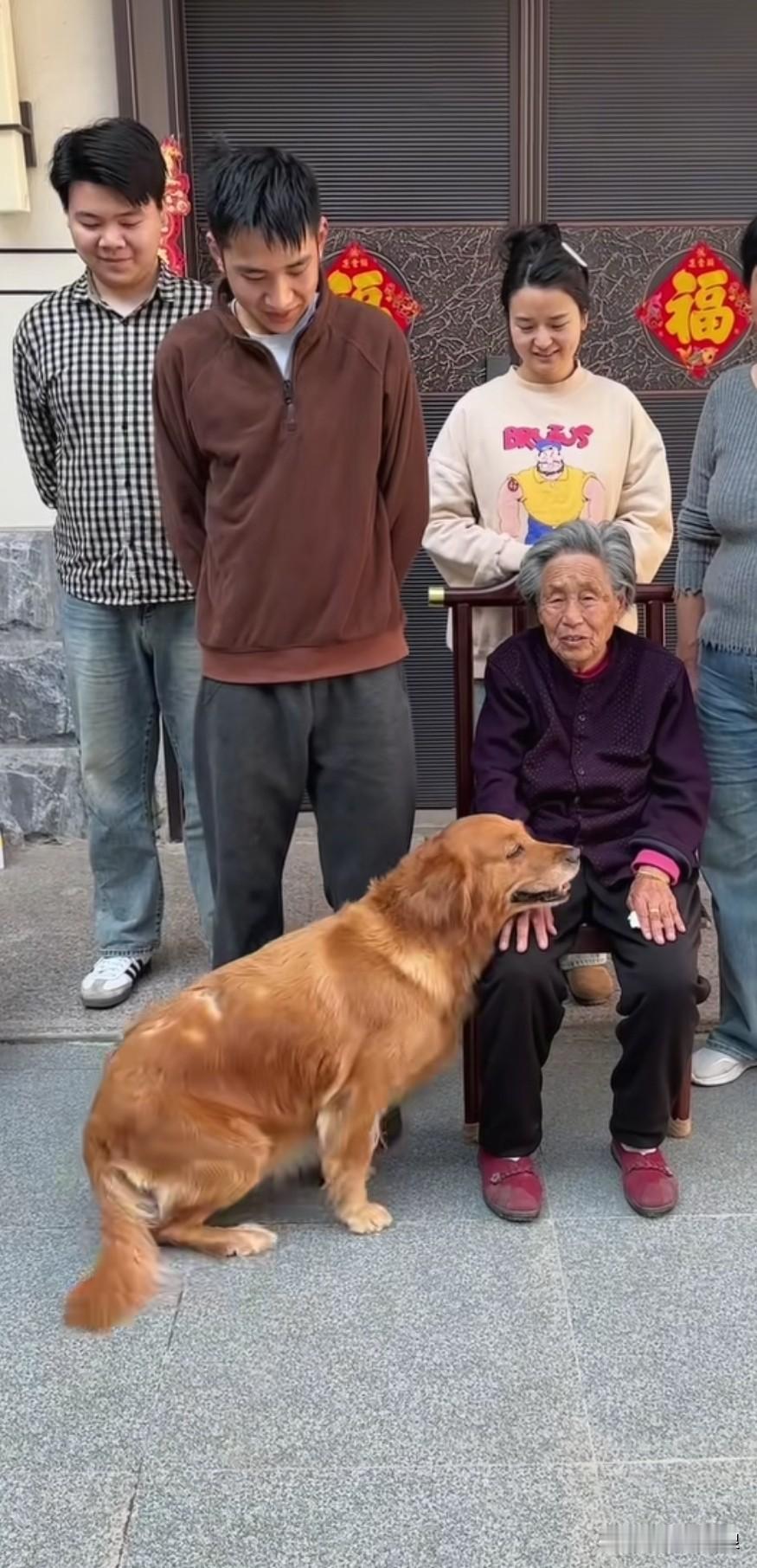 金毛知道要拍全家福，跑过来唤着奶奶，好似在说“全家福可不能少了我”。它站到前面直
