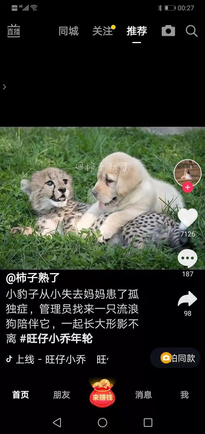 小豹子从小失去了妈妈，患有孤独症，管理员为小豹子找来一只流浪狗与小豹子做伴。它们