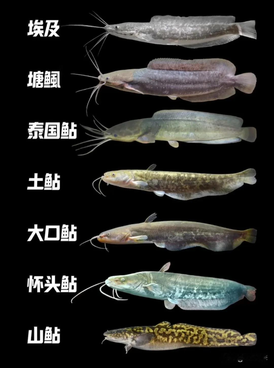 河流之主1.埃及（革胡子鲇）学名：Clariaslazera俗称：埃及塘