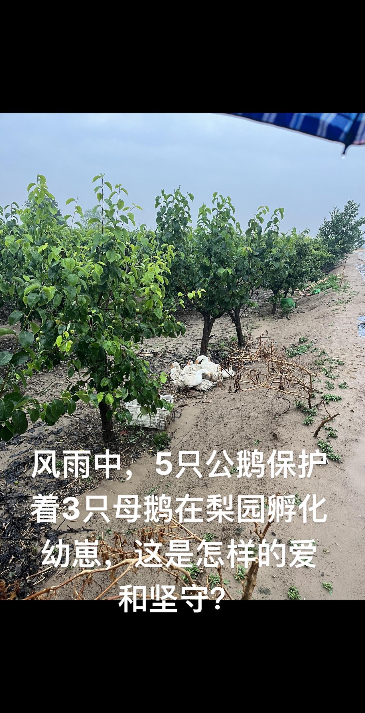 孵化幼崽