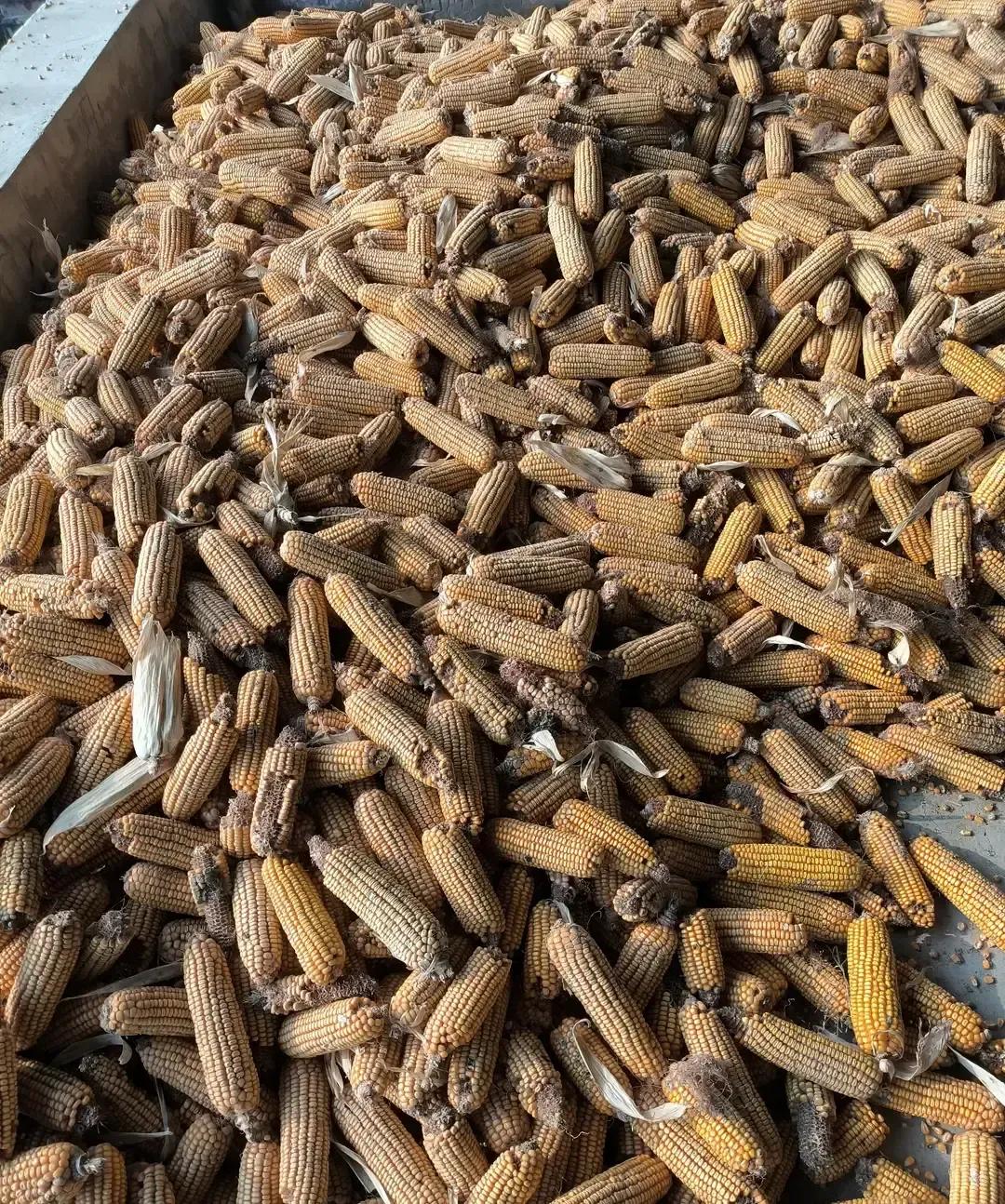 河北老张把九亩地玉米全卖完，掏出手机一算账，干粒比湿穗每亩多挣四百块。今年他听