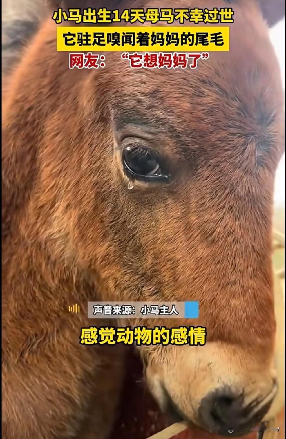 成都14天小马守着母马尾毛落泪这幕谁看了不心疼那是一只刚满14天的小马，