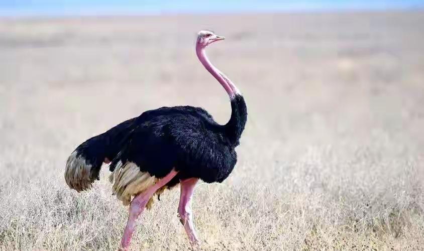 非洲鸵鸟那可是个狠角色，连狮子都不敢轻易招惹。它体型巨大，成年鸵鸟身高能达2.5