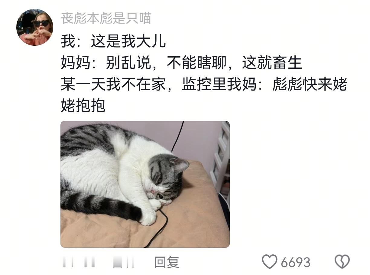 小猫会征服每一个嘴硬的父母