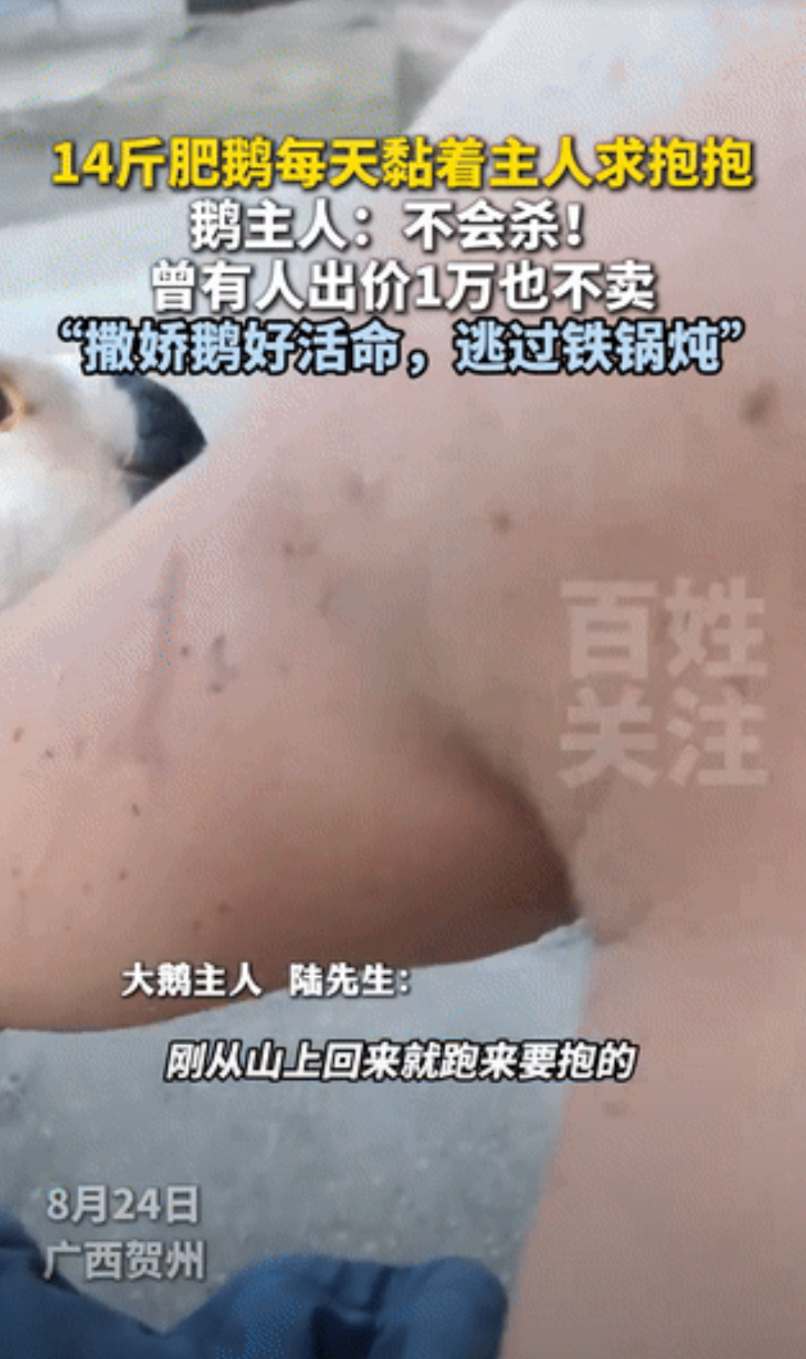 “太有灵性了！”广西，男子养了1只14斤的肥鹅，有人出价10000元购买，不料，