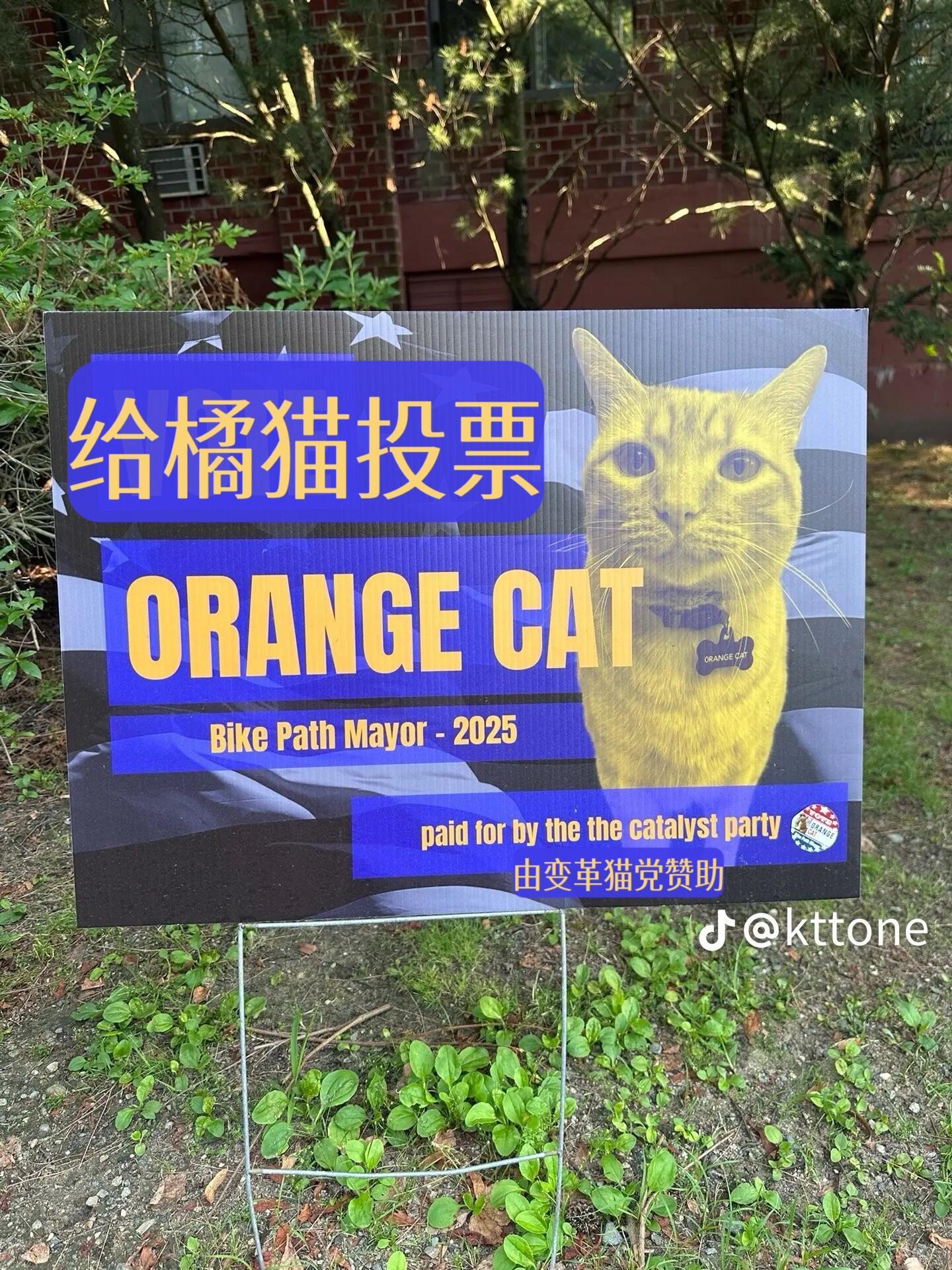 正在竞选市长的猫猫们​​​