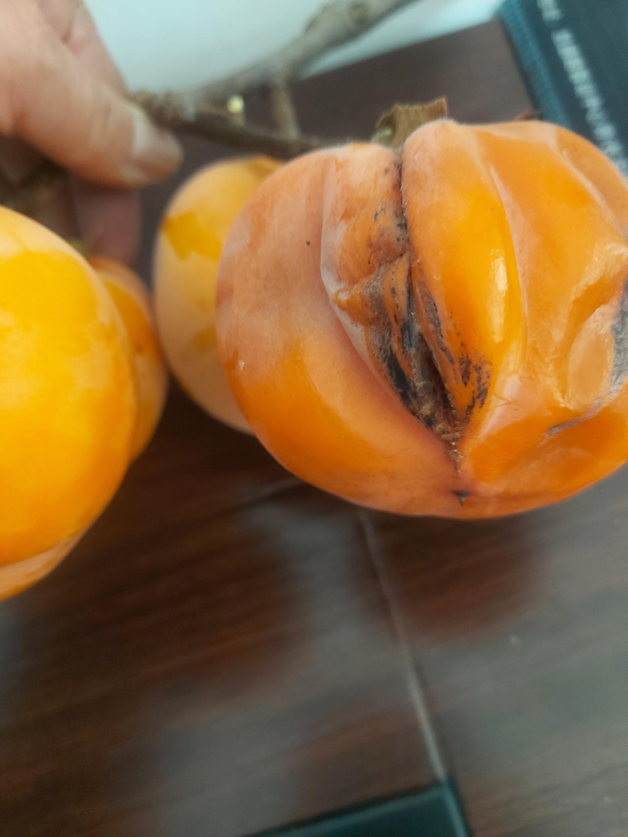 何祚庥院士刚给贾浅浅的诗点了赞，项立刚的“炮弹”就直接砸了过来。项立刚一句话就