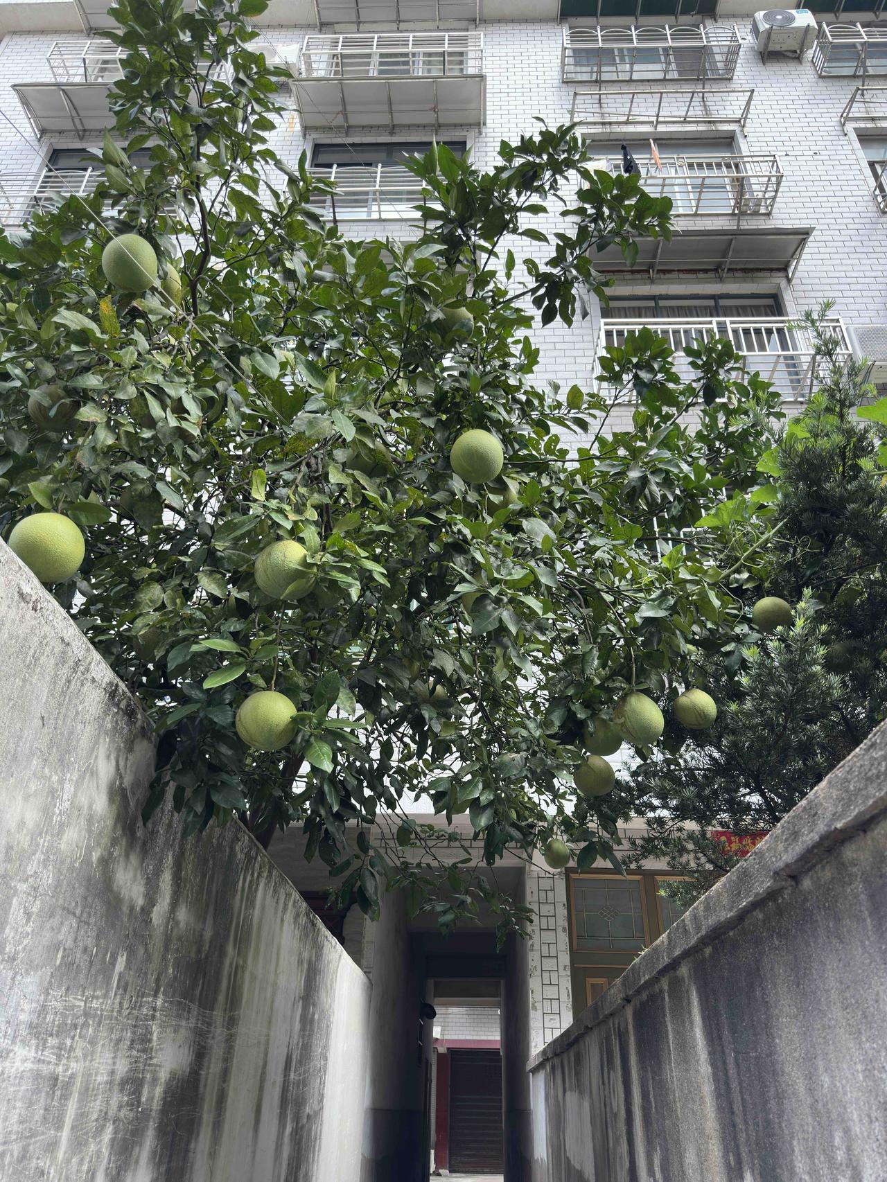 某乡村中小学女教师，高级职称，自己主动延迟退休，年近六十还在岗上班。新学年开