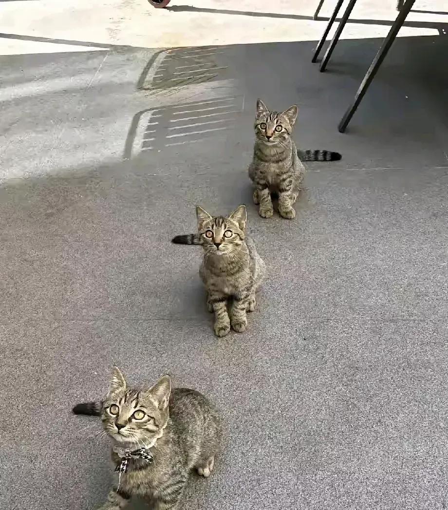 杭州西湖区一家包子铺火了，三只流浪猫每天六点准时蹲门口排队，老板掀笼屉先给它们掰