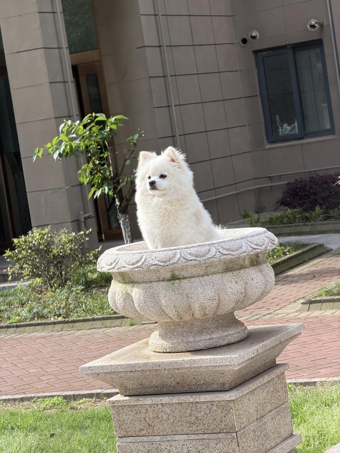 正在cos石狮子的小狗
