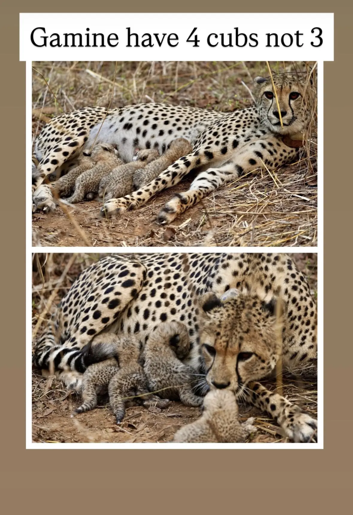 猎豹伽米妮生的原来是四只崽崽。有一只躲的太隐蔽了今天摄影师才拍到 明天...