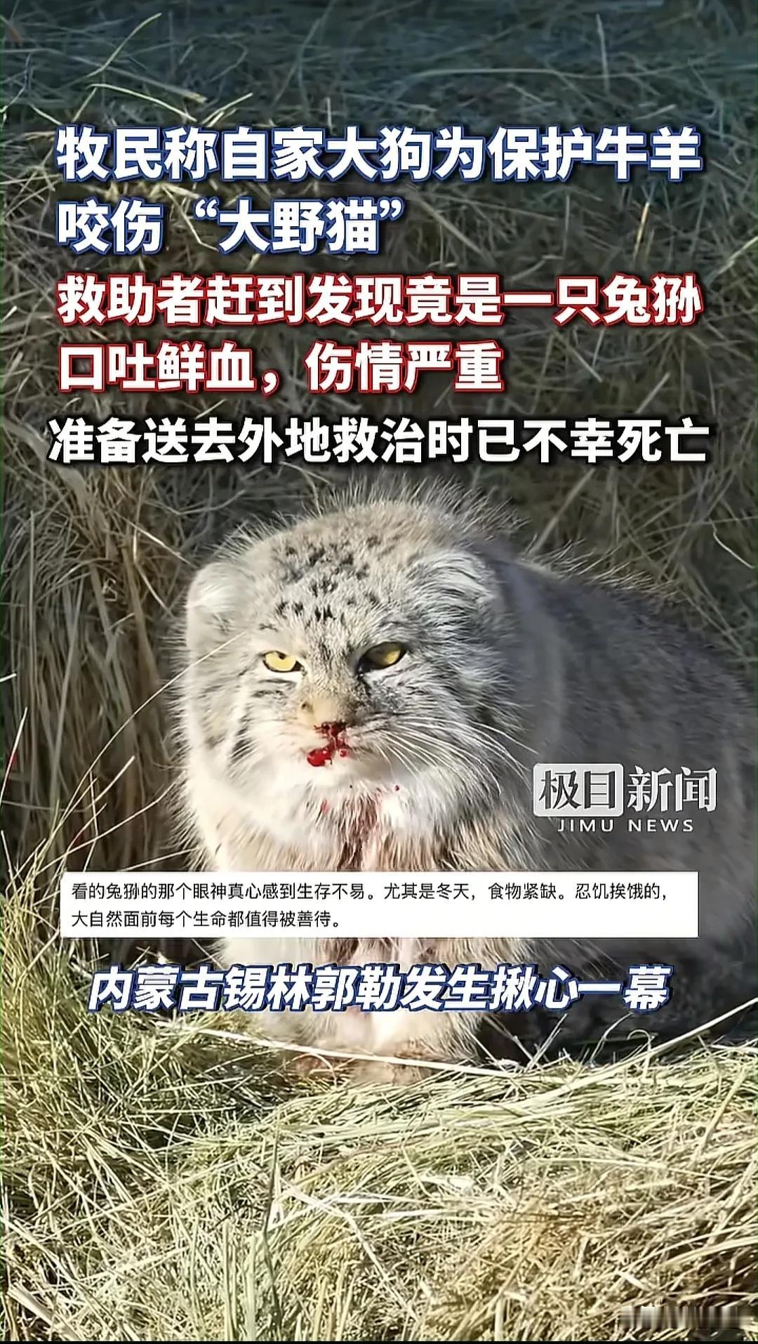 揪心！近日在内蒙古一牧民家发生了一件令人五味杂陈的事——家中大狗为护牛羊，咬伤了