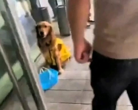 快递员进宾馆送外卖，把他的大金毛留在外面，并且放了一个篮子让它看着