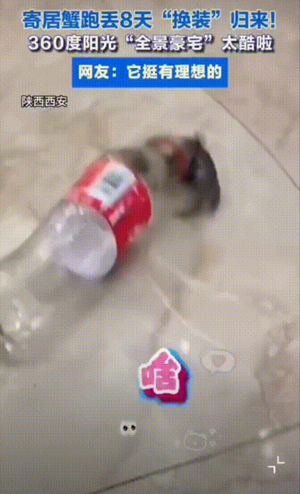笑不活了！陕西西安，一女子养的寄居蟹离家出走了，8天后，女生发现地上有个可乐瓶好