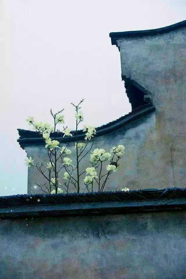 白玉兰倚着黛瓦粉墙，在朦胧烟雨里静静绽放，晕开了满院的清寂诗意。