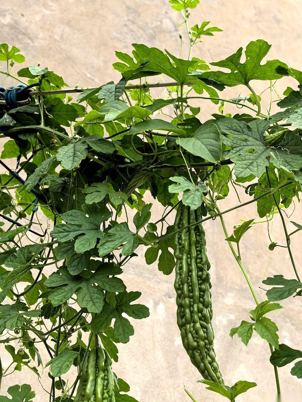 我楼上那对老夫妻，俩人退休金加起来快两万了。你猜怎么着？比我们这些上班的还忙