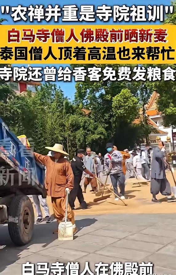 本以为白马寺的僧人收麦子只是作秀，没想到对比之下，这才是佛门最狠的清醒剂。河南3