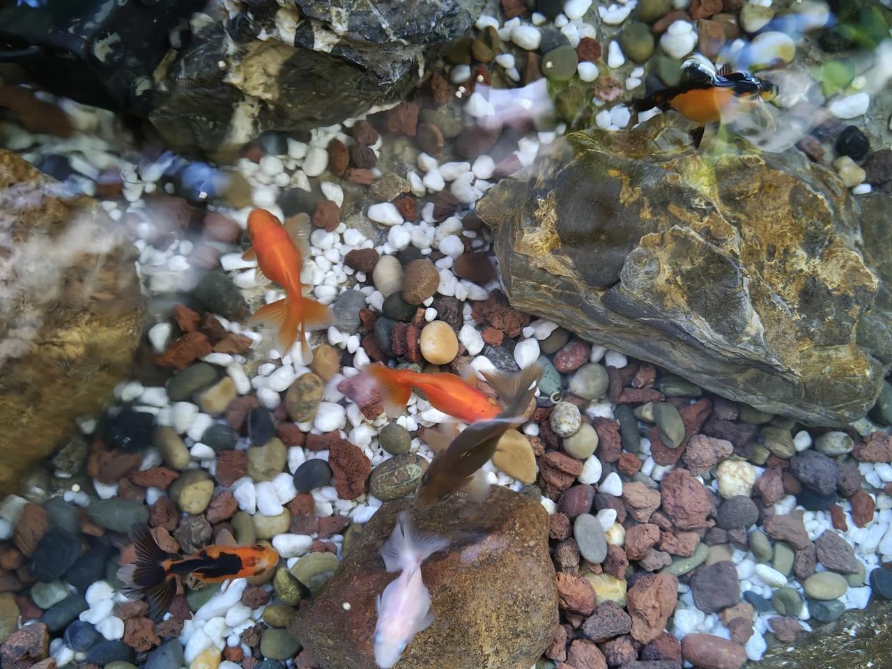 没想到这小鱼生命力这么顽强[呲牙笑]