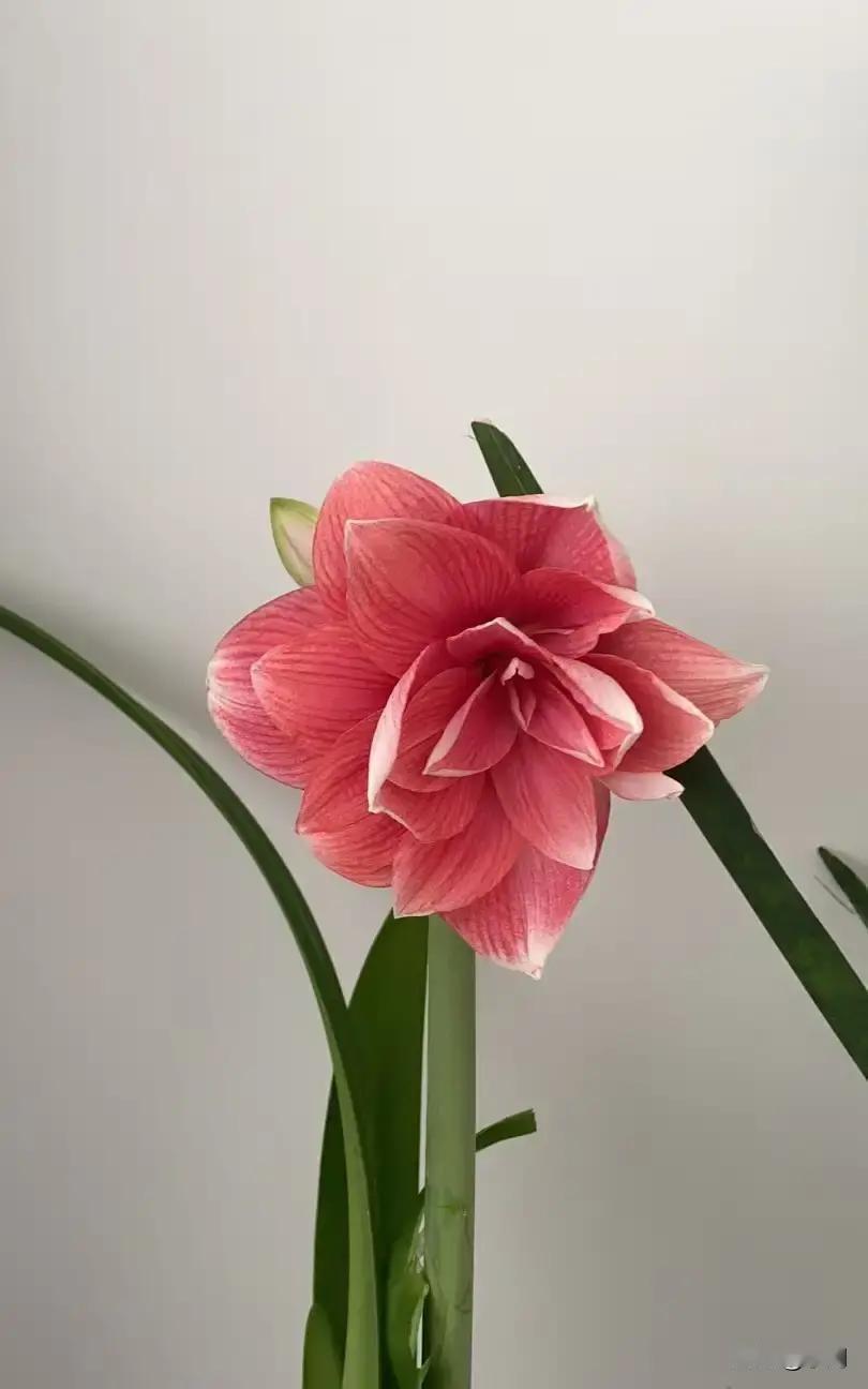 62岁林姨把出发去大理拍成98秒短片。镜头里她先清冰箱，剩菜装进保鲜盒送给保