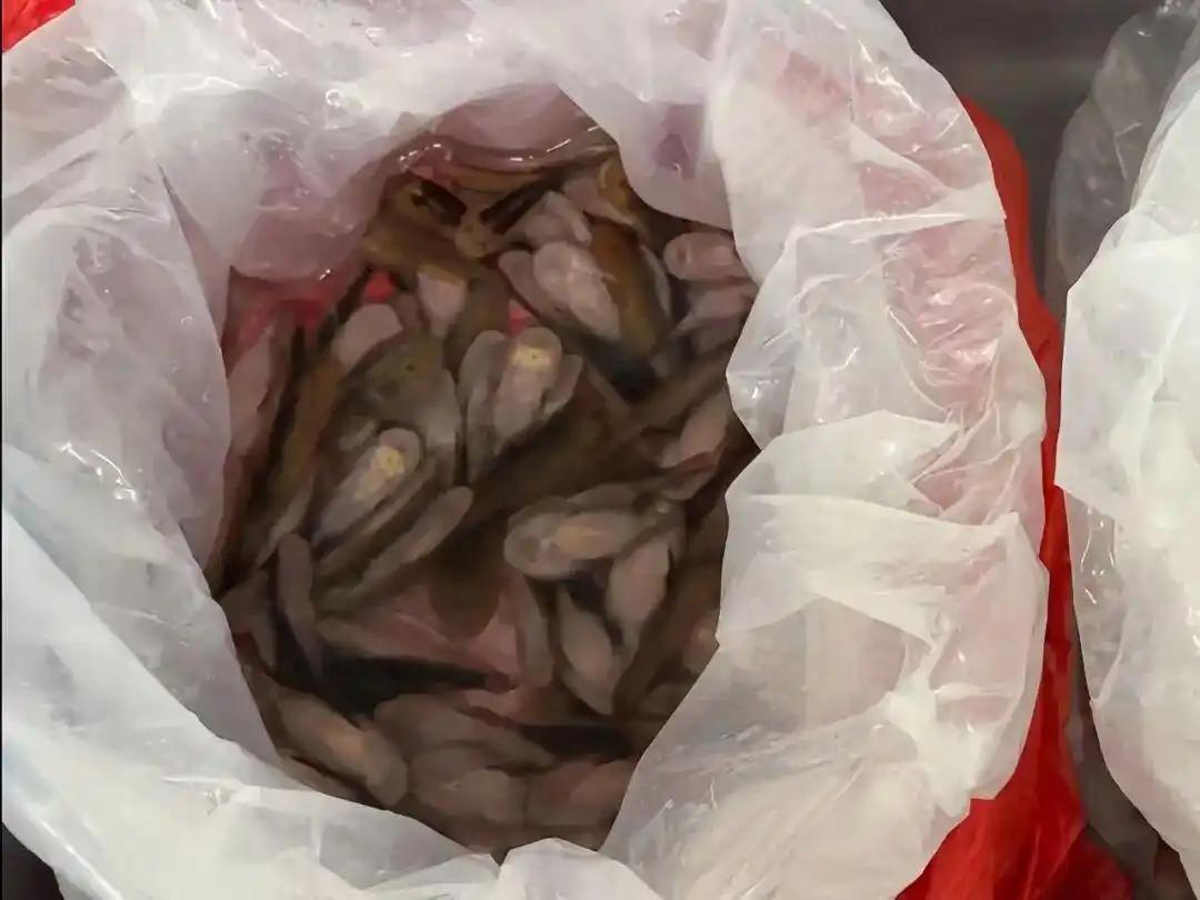 女人裙内到底能藏多少东西？200多条鱼！罗湖海关在对入境人员进行检查时，发现一