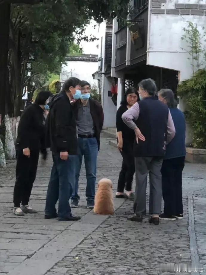 面包小狗的毛毛里藏了好多小八卦，回家都抖给妈妈听！​​​