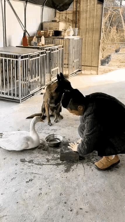 狗狗和大鹅都不听话，它两经常打架，主人多次批评都不听，气的开始磨刀，嘴里念叨着要
