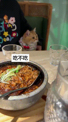 橘猫挑食名场面！主人喂肉竟被精准摇头拒绝，萌翻全网谁能想到，猫咪挑食居然能