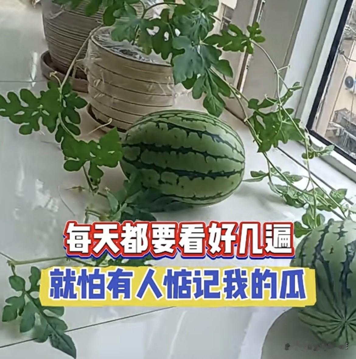 阳台也能种西瓜🍉还结出这么大的西瓜，真是高手在民间‼️