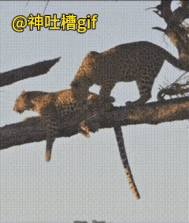 看来这颗树承受不住他们两个的爱情。