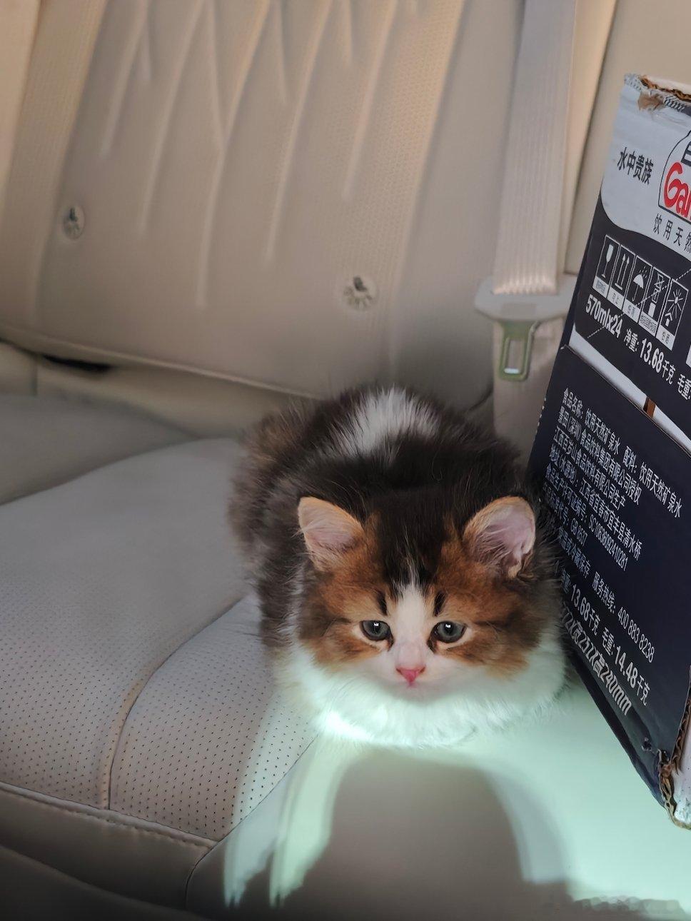 别克宠物模式，给大女儿的猫开空调！