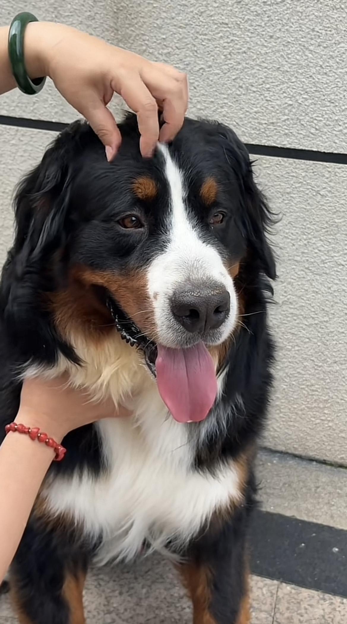 山东烟台，身价五万的伯恩山犬啾啾，与它的哥哥们集体亮相了，这次是主人挨个儿摸头，