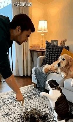 你有没有发现，有时候宠物也会“耍心机”？一只狸花猫被主人误会打碎花盆，居然激