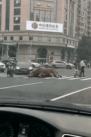 哈哈哈，查查查，必须严查严惩，这辆汽车是谁开的，他为什么要故意撞这头牛，撞这头没