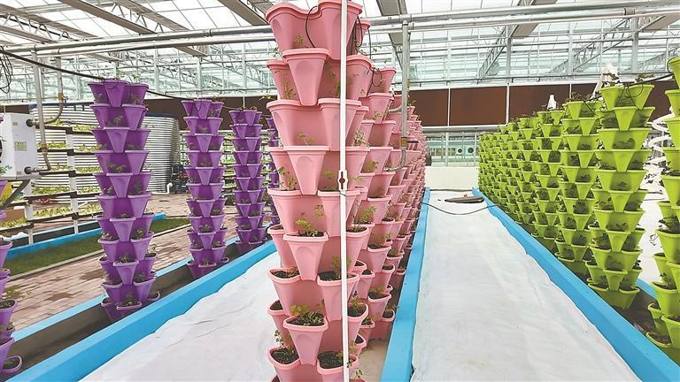 龙江森工集团 棚室藏鲜抢时差 果蔬丰盈富林区