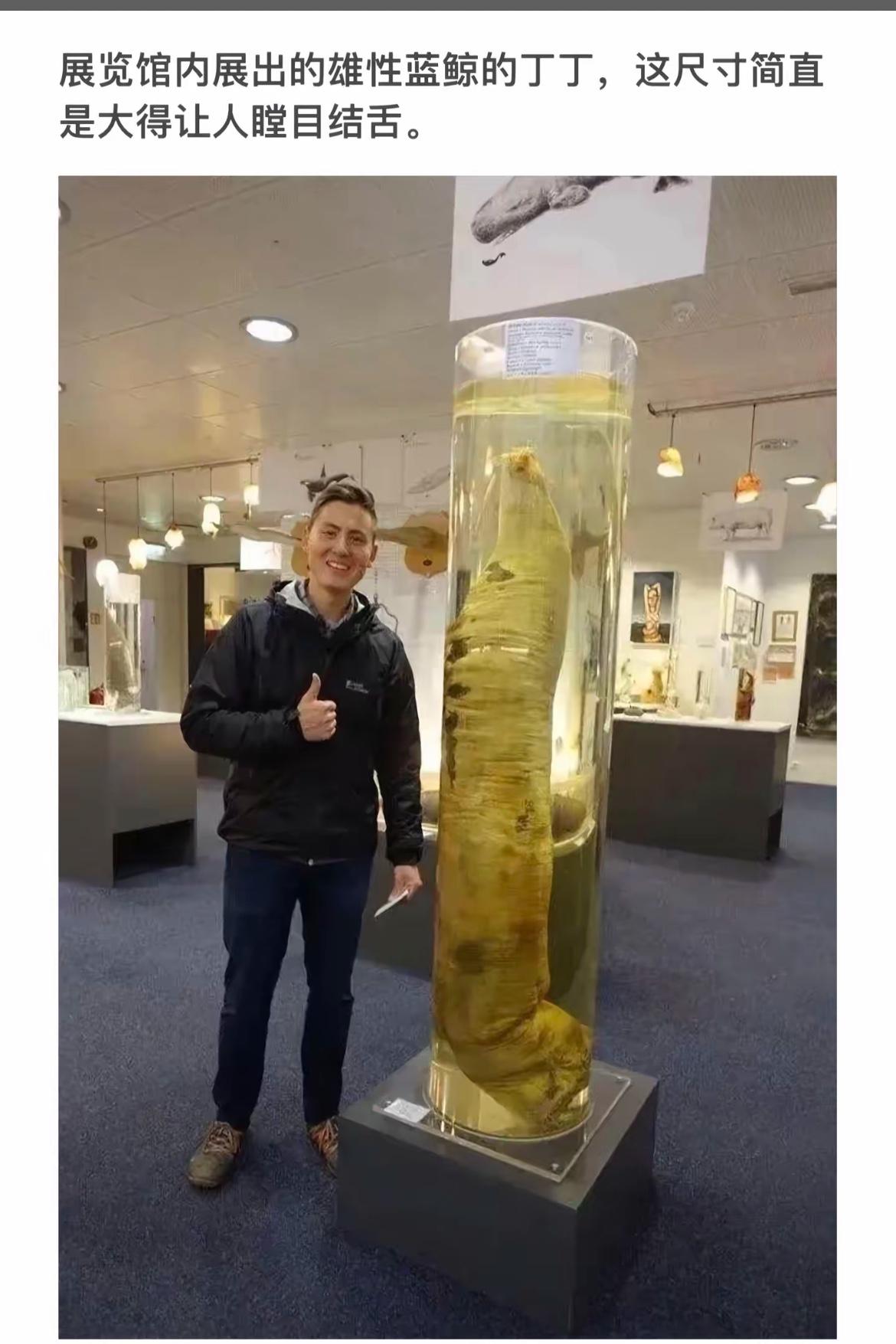 🐳😱亲眼见证蓝鲸的巨大身躯，令人瞠目结舌！