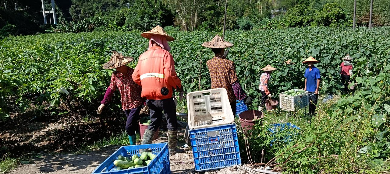 《黄瓜》在秋天季节里已经成熟,可以大面积采摘上市。黄瓜种植时,基肥投放充足的话,