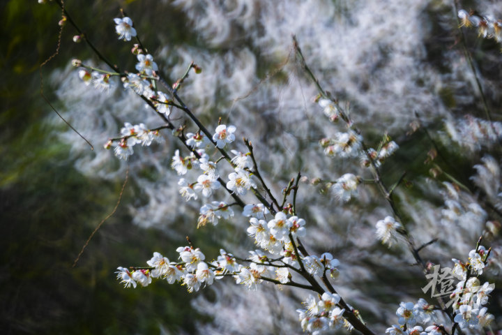 一天暴跌11℃! 杭州人可以安排赏雪计划了