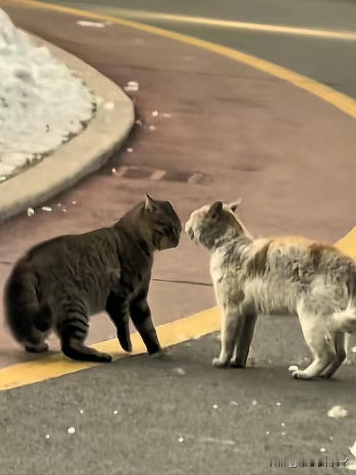 猫界爱情纠纷：为争喵界女神反目成仇！小区里这两只公猫的“爱情之战”太精彩了！