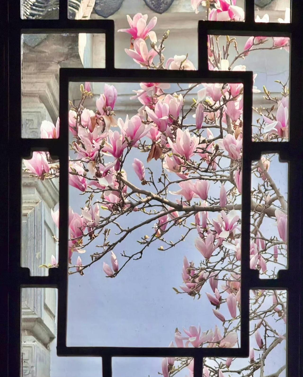 “玉兰花窗...”​​​​摄影