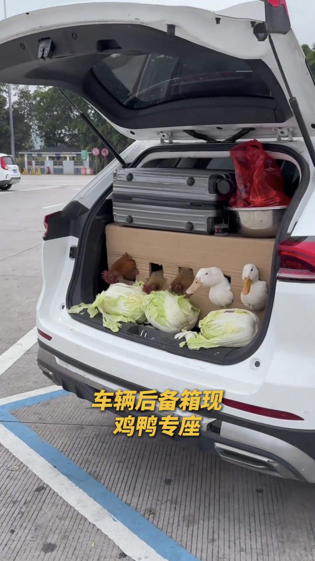 我在高速服务区看到的，笑不活了！🤣这车主的后备箱里，几只鸡鸭正在低头啃白菜，