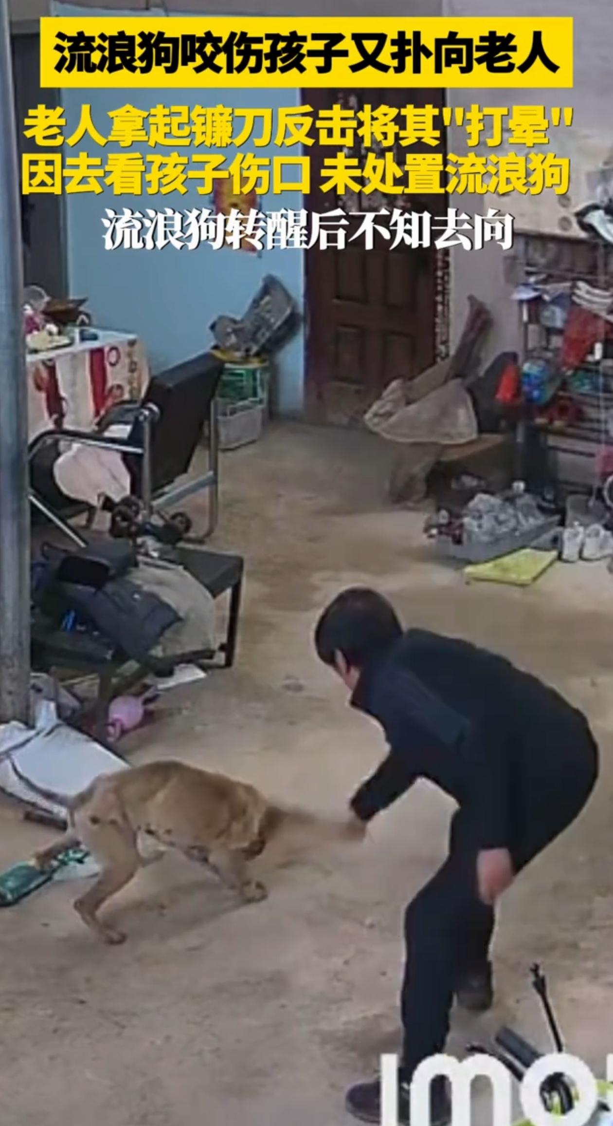 “这只狗太让人寒心了！”贵州，一条流浪狗先咬伤在门口玩耍的小孩，又对着屋里老人冲
