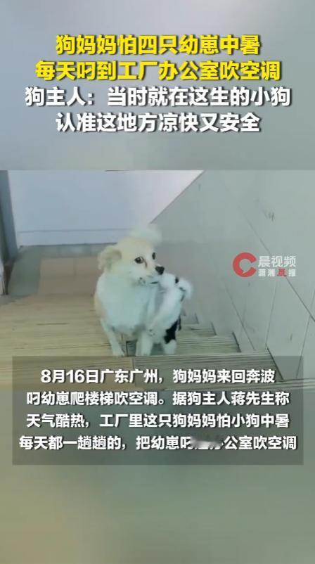 “万物皆有母爱！”广东广州，一家工厂内，一只流浪狗妈妈害怕自己没有满月的崽子中暑