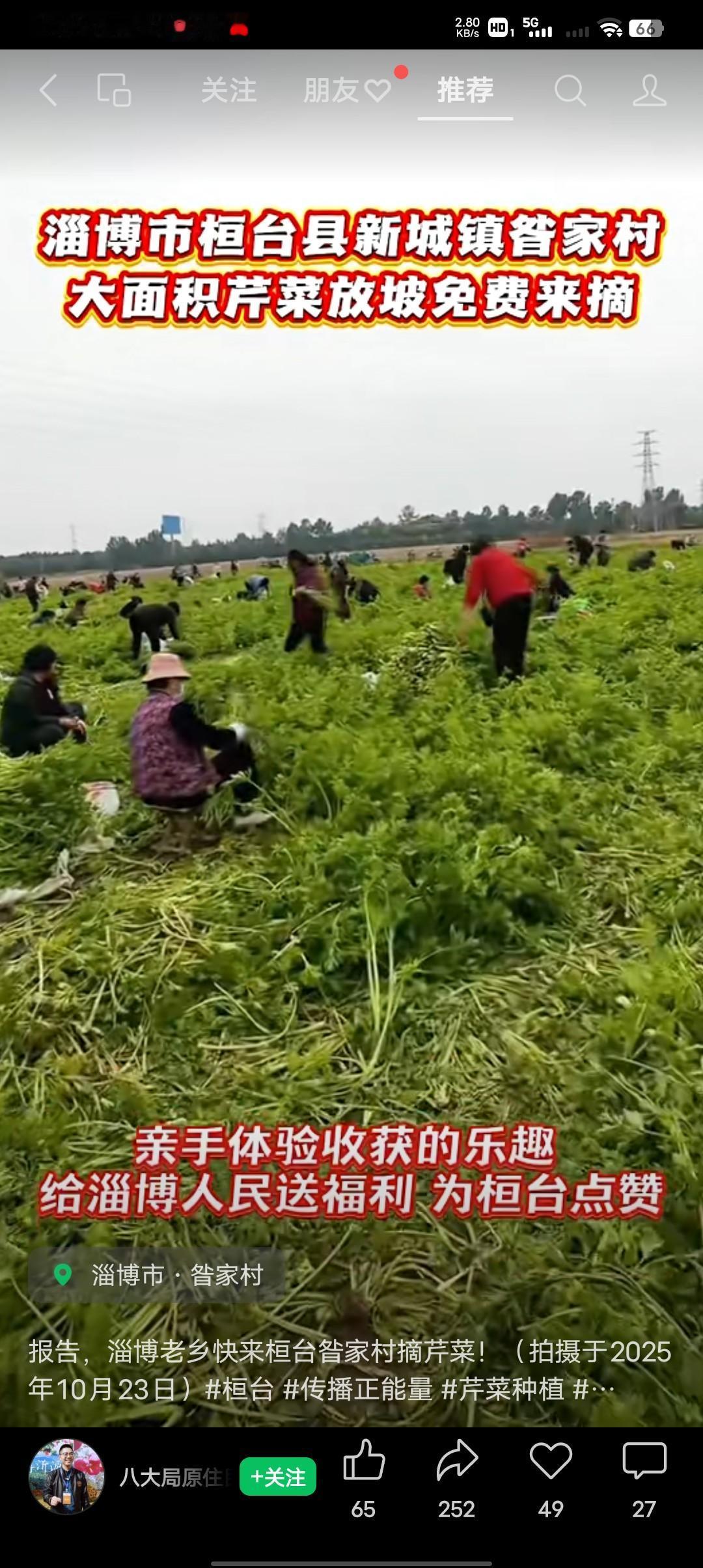 看看吧,菜农的不易!10.23日,淄博市桓台镇昝家村大片的芹菜免费采摘,绿油油